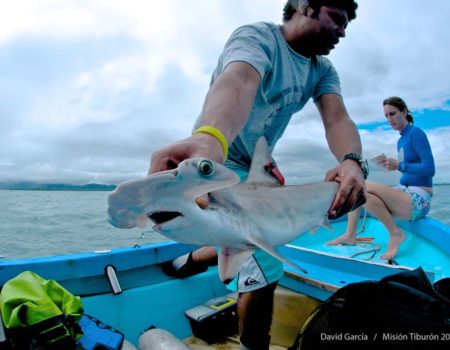 Misión Tiburones